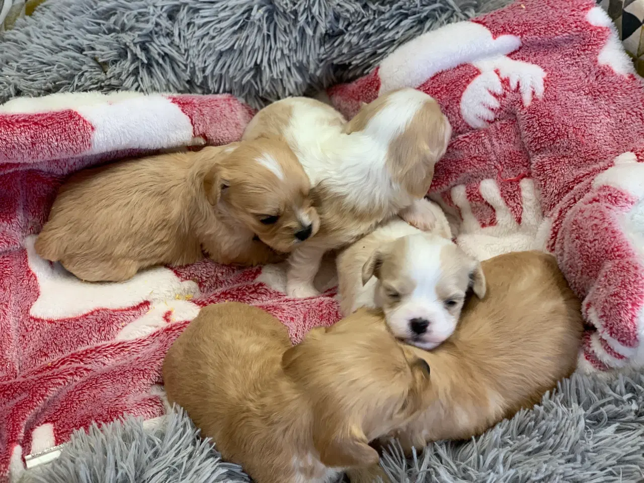 Billede 5 - Små fine cavapoo/ Maltipoo babyer