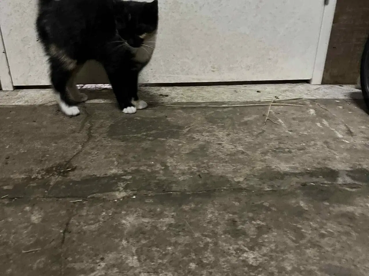 Billede 2 - Hun Killinger