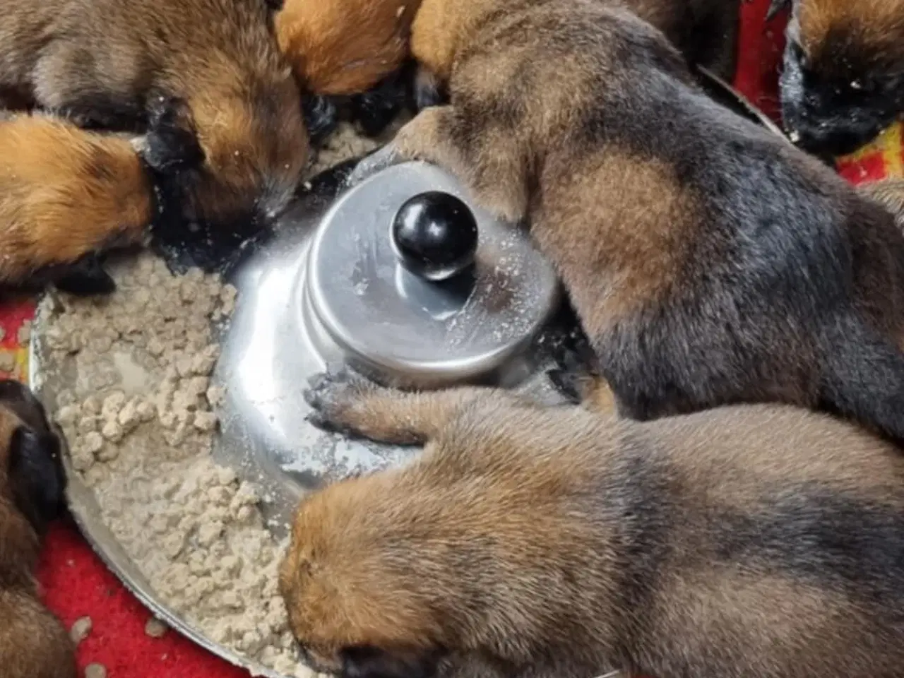 Billede 7 - Hvalpe Malinois Belgisk hyrdehund