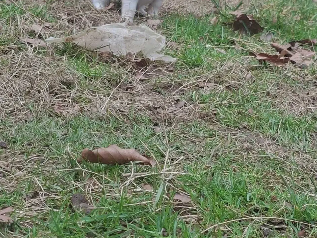 Billede 12 - Pomchi hvalpe