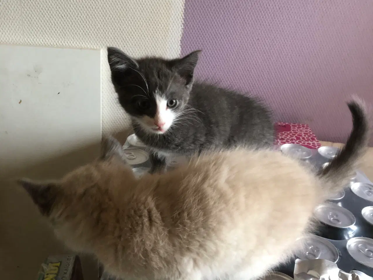Billede 5 - 🐈Havl maincoon killing 