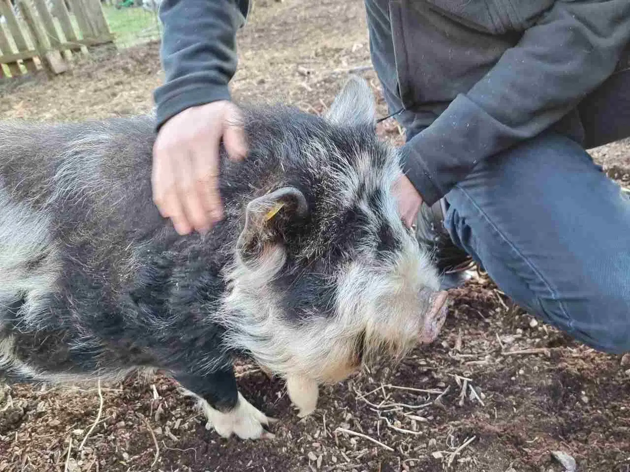Billede 3 - Kune Kune grise bortgives
