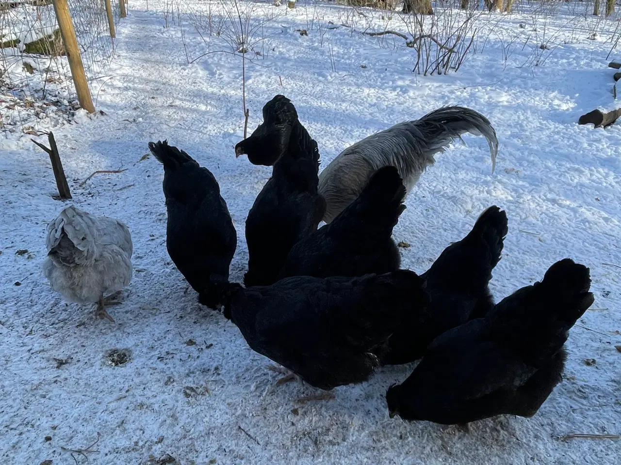 Billede 10 - Engelsk Araucana hønekyllinger 