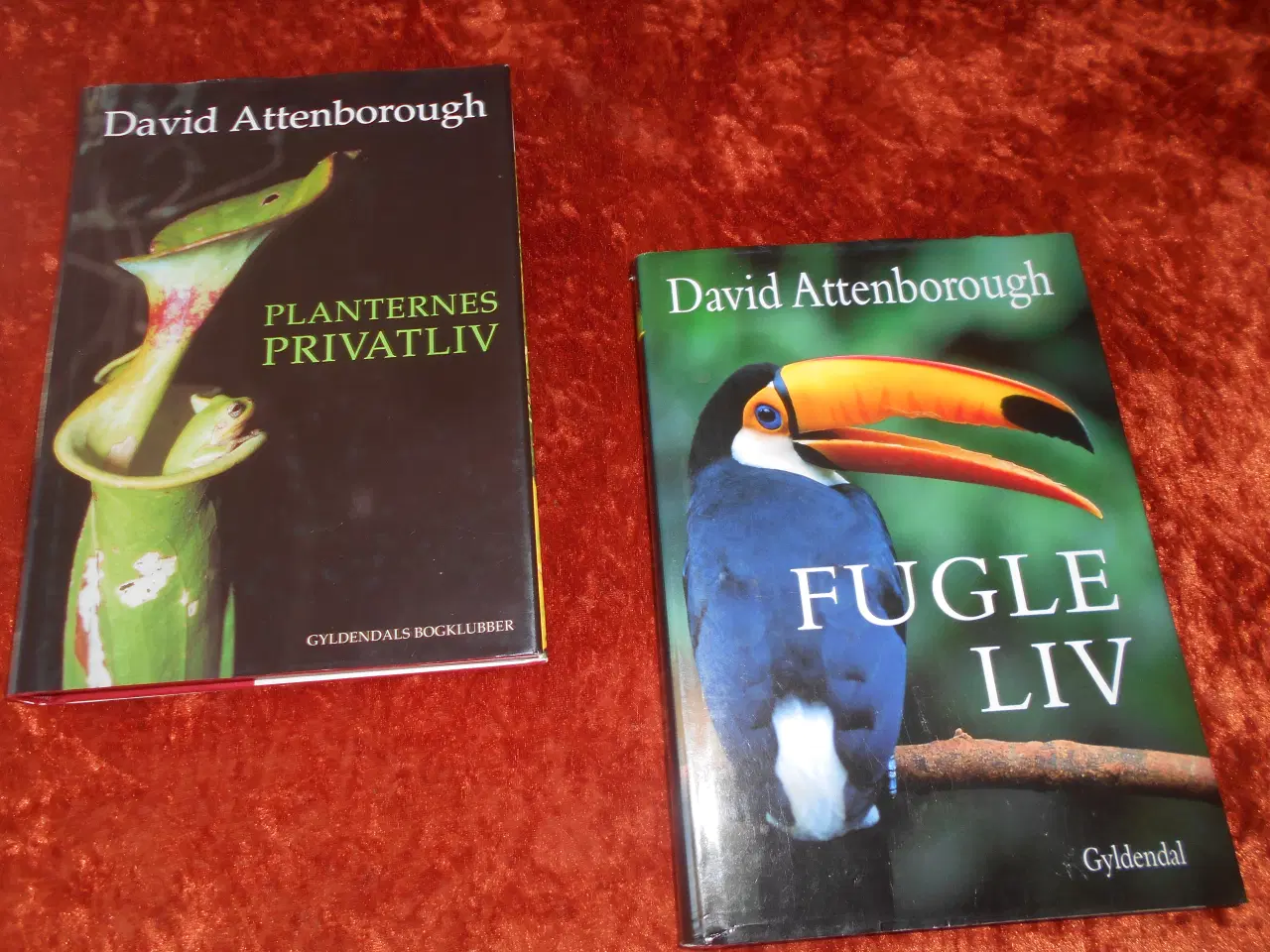 Billede 1 - Planternes privatliv m.fl, David Attenborough