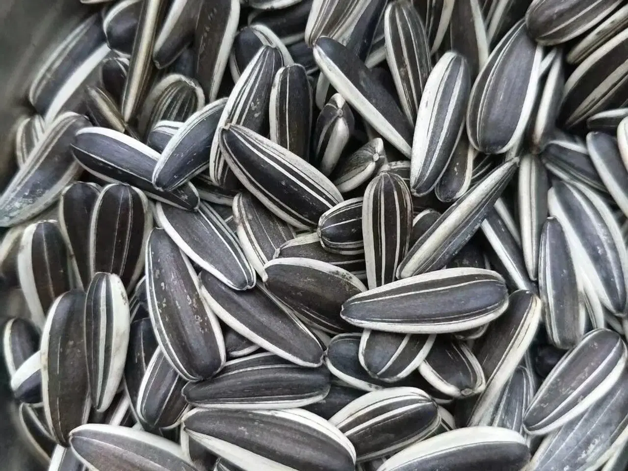 Billede 2 - solsikkefrø solsikkekerner  solskinnsfrø med skal