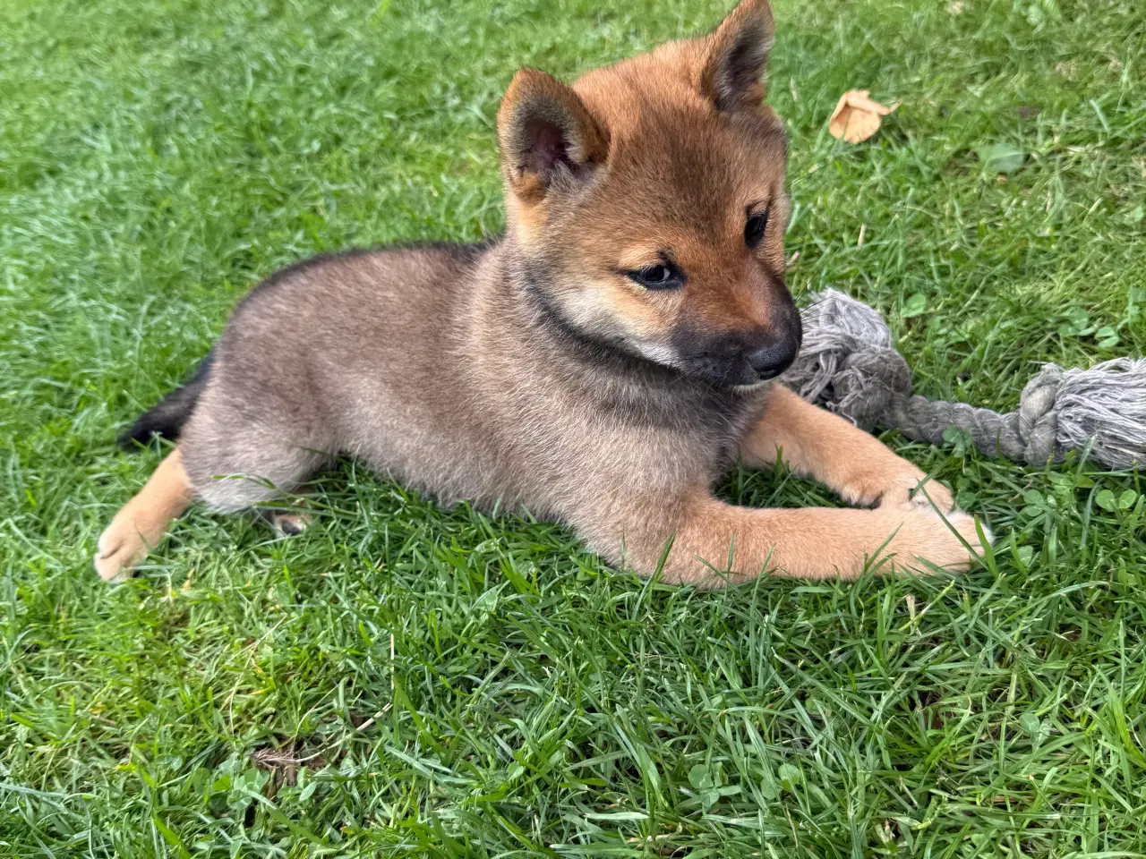 Billede 7 - Shiba inu hvalpe