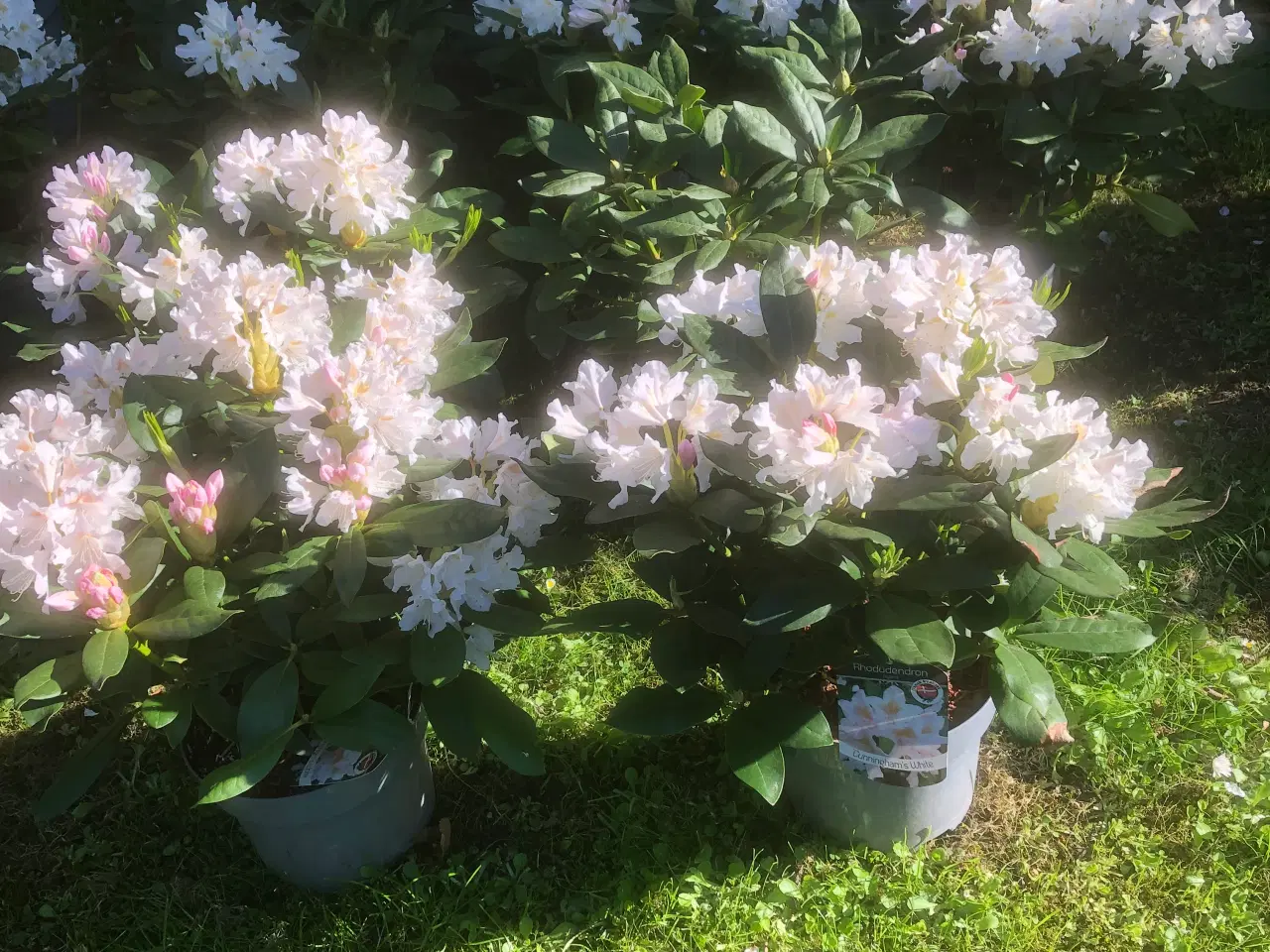 Billede 1 - Rhododendron. R. Cunninghams White