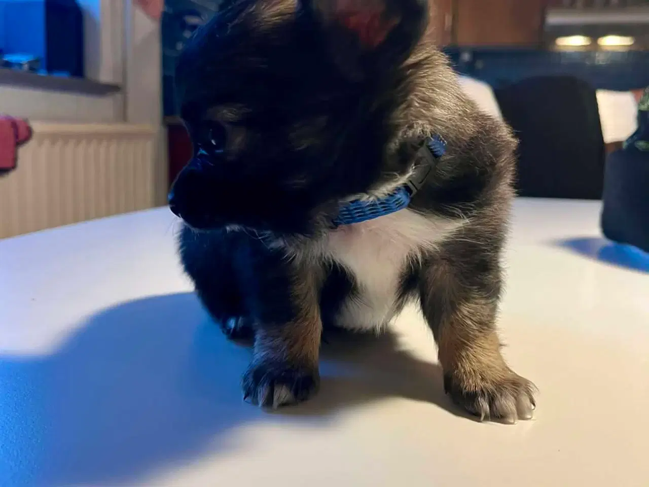 Billede 1 - Chihuahua/Papillon hvalpe