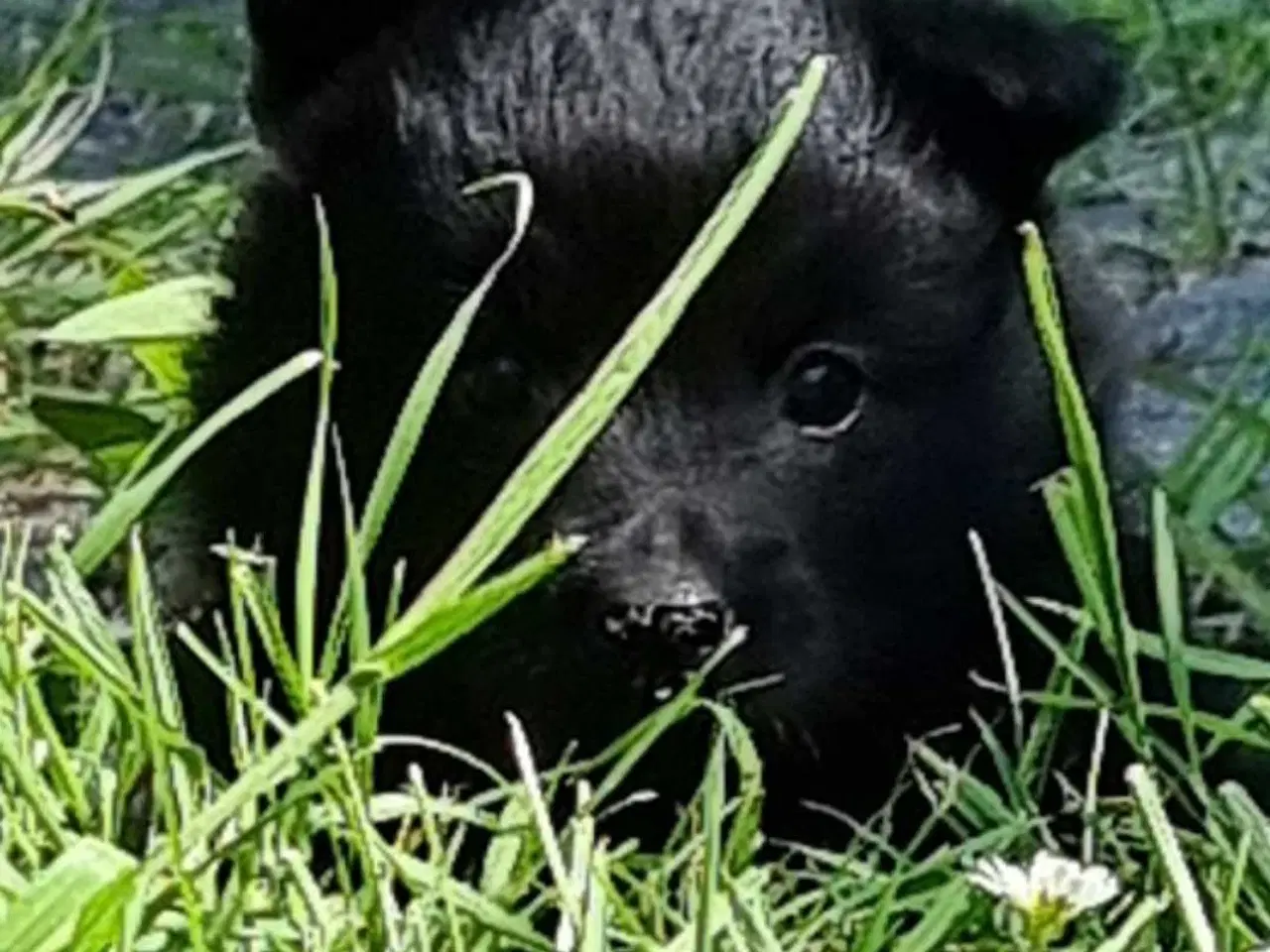 Billede 2 - Svensk lapphund 