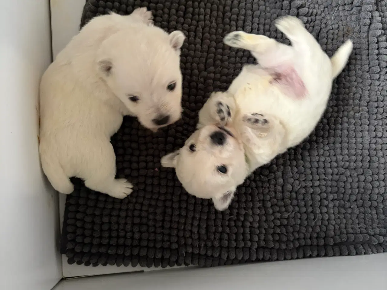 Billede 1 - 2 Westie drenge ( West highland White terrier)