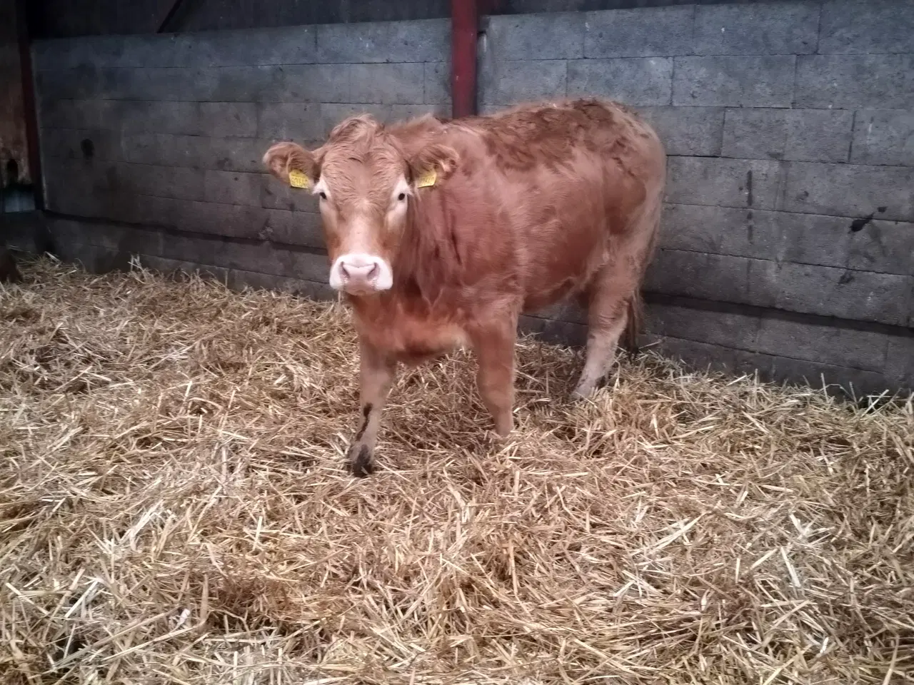 Billede 1 - Blonde x limousine