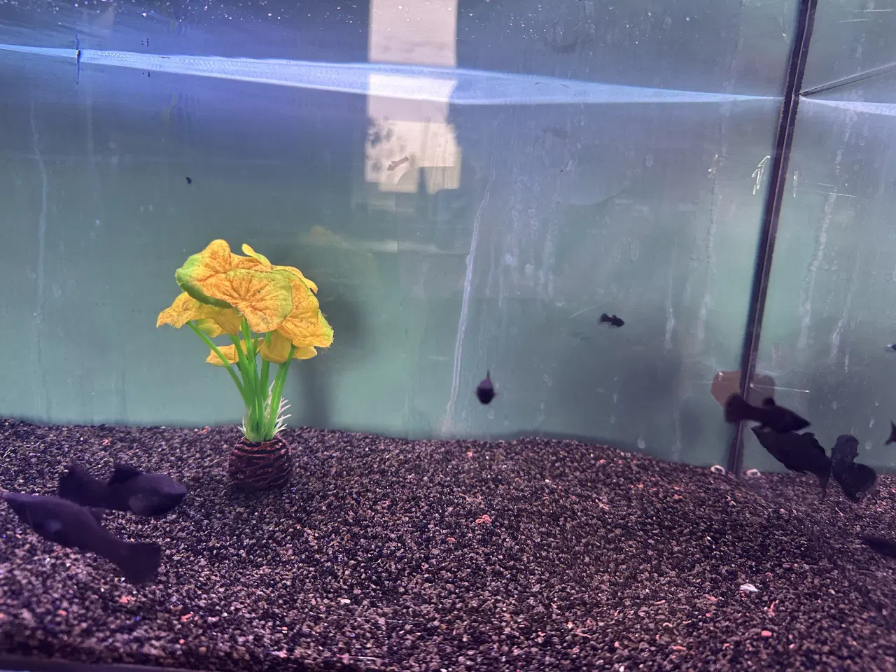 Billede 4 - Sort Molly unger 