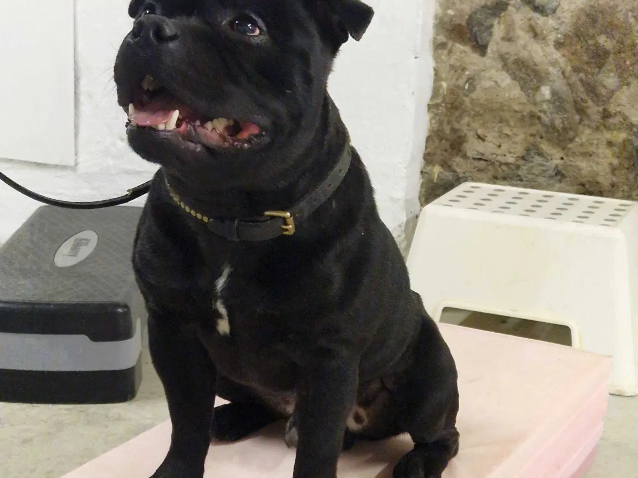 Billede 4 - Den skønneste staff dreng sælges