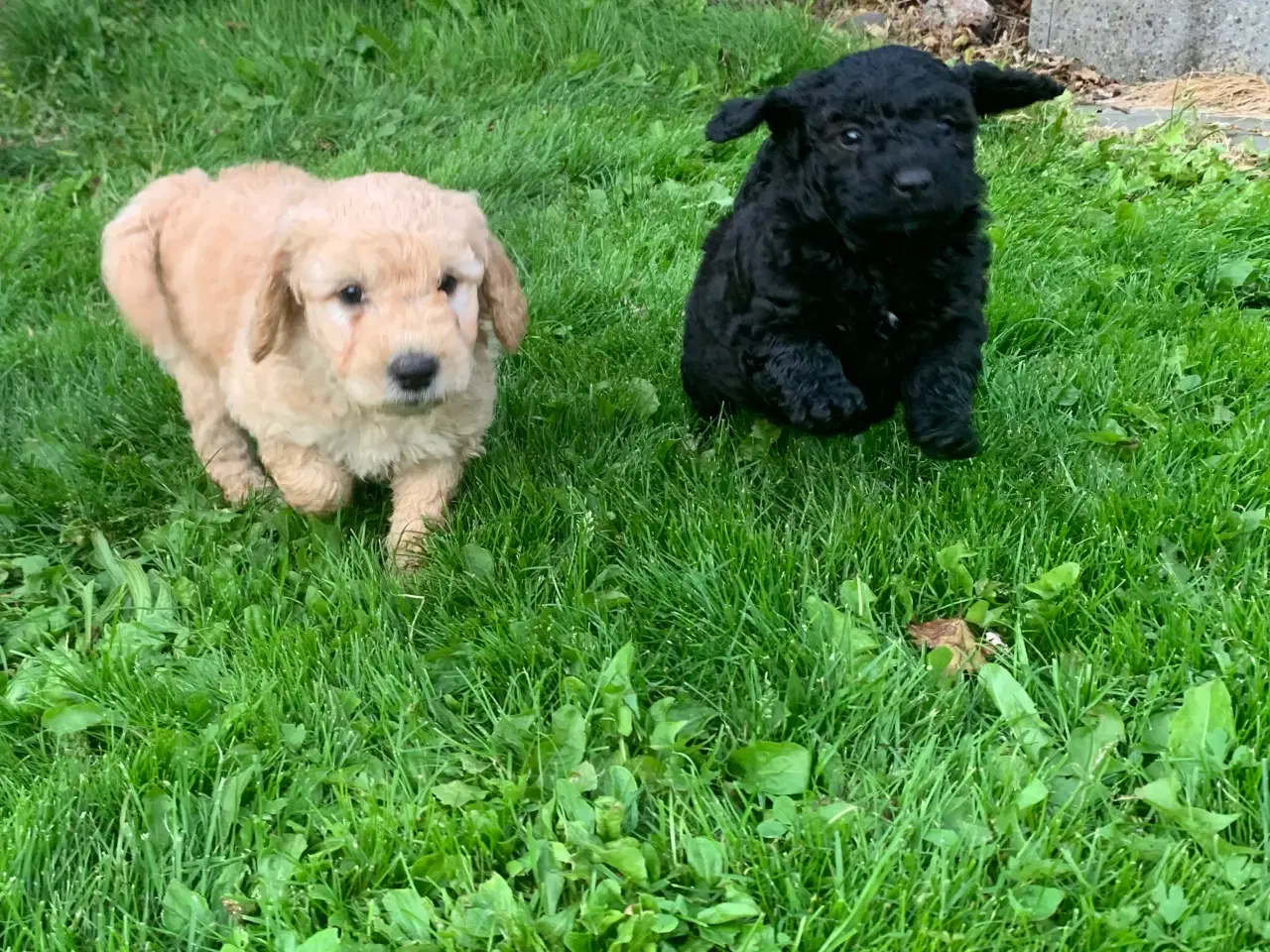 Billede 5 - Mini Golden doodle F1B babyer 