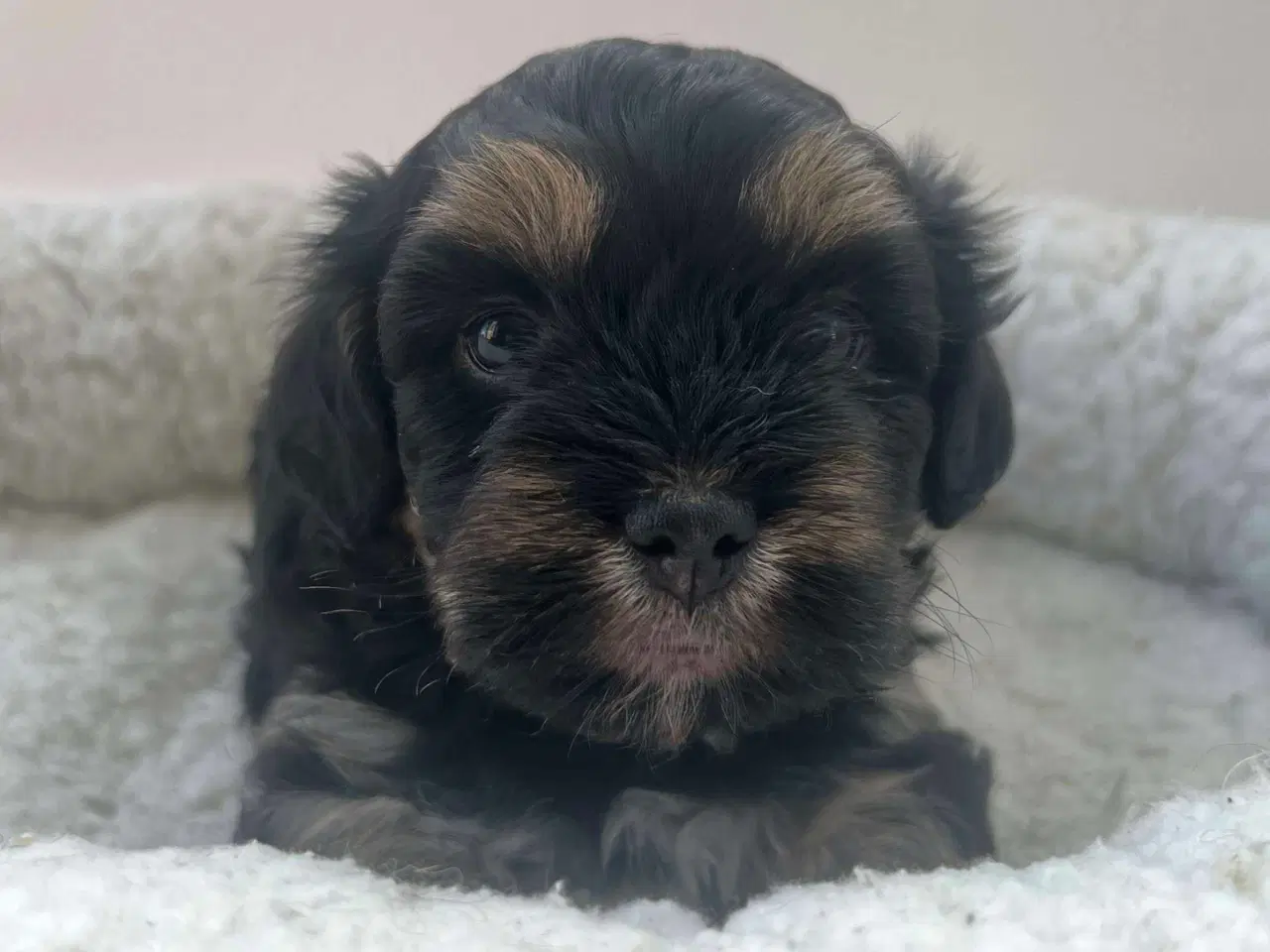 Billede 3 - Bichon Havanais hvalpe