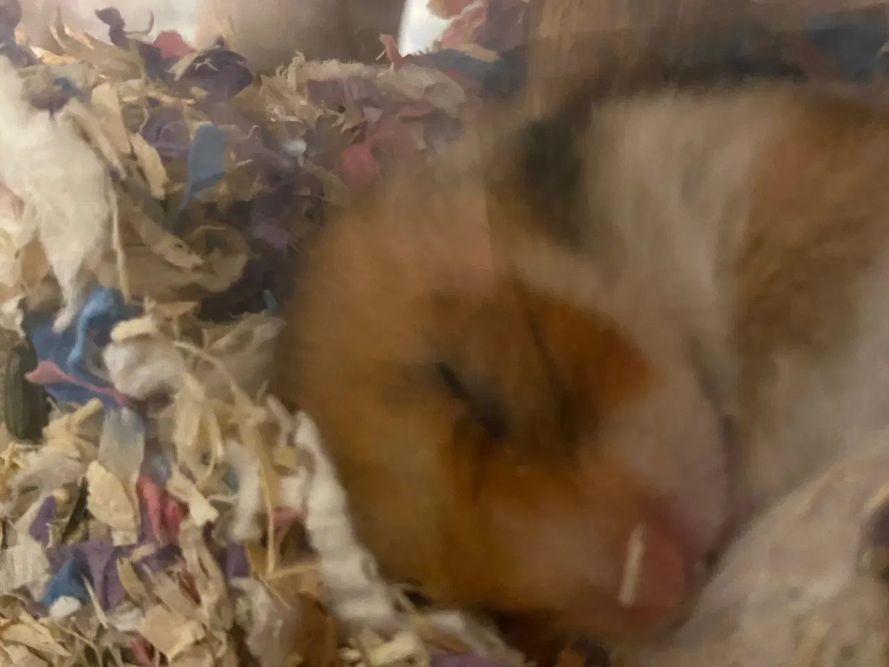 Billede 1 - Guld hamster