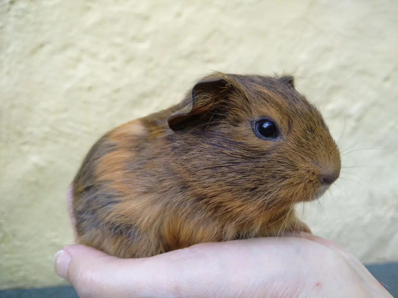 Billede 2 - 2 søstre i et køb