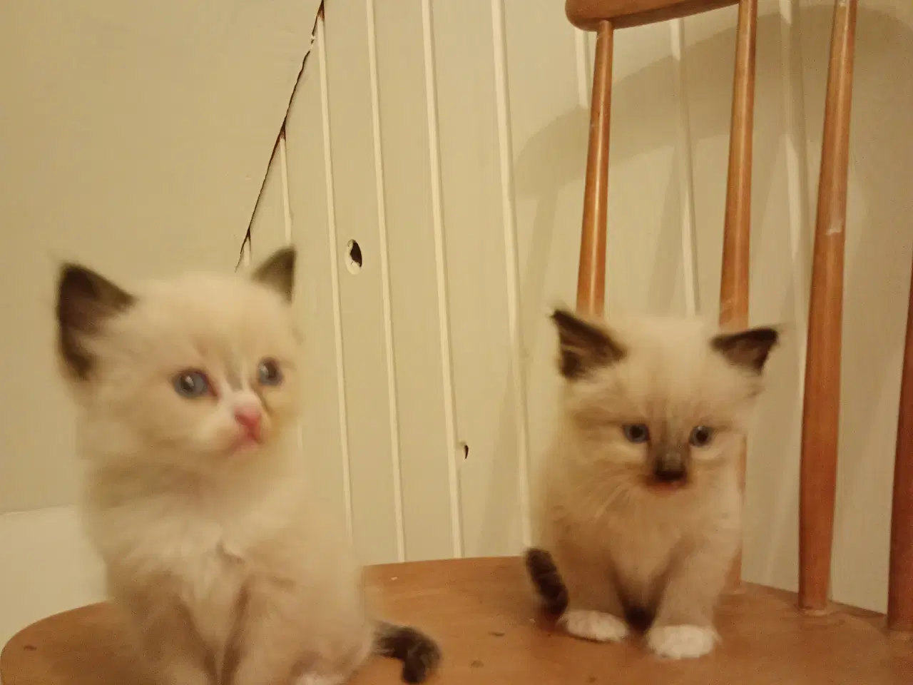Billede 7 - 6 x baby Hellig Birma 