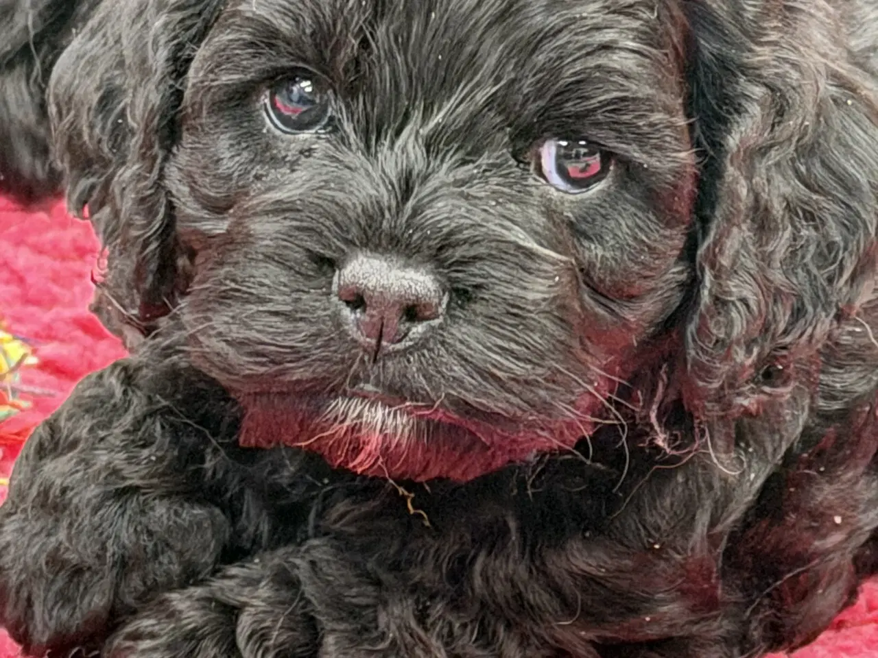 Billede 1 - 2 smukke Cockapoo 