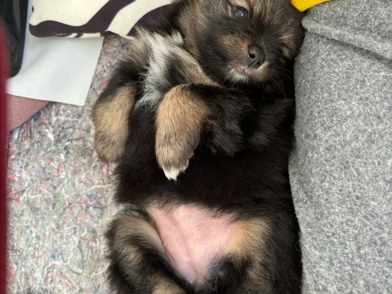 Billede 7 - Pomeranian hvalpe 