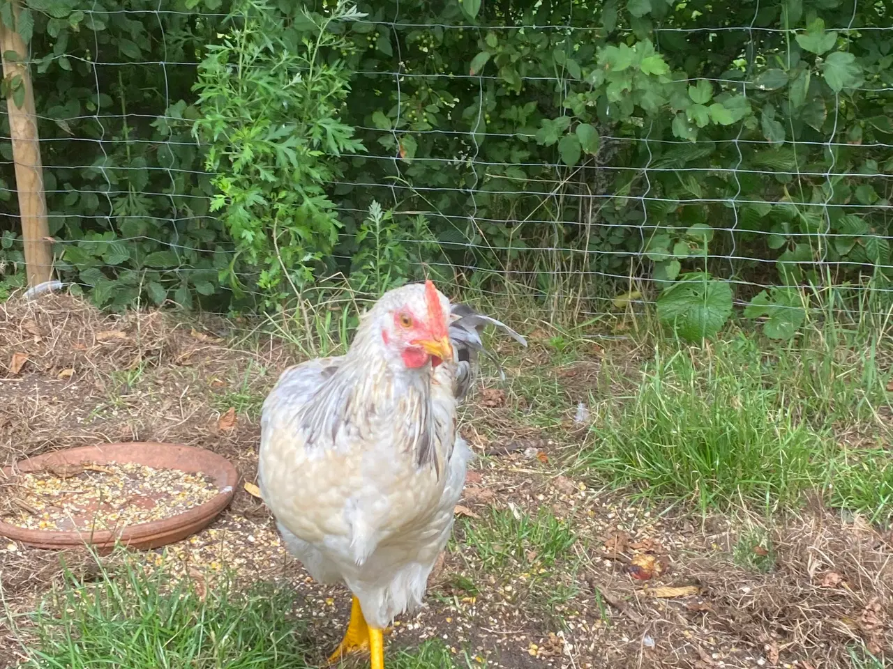 Billede 5 - 🐓 Smuk Svensk Blomsterhane søger nyt hjem 🌼 