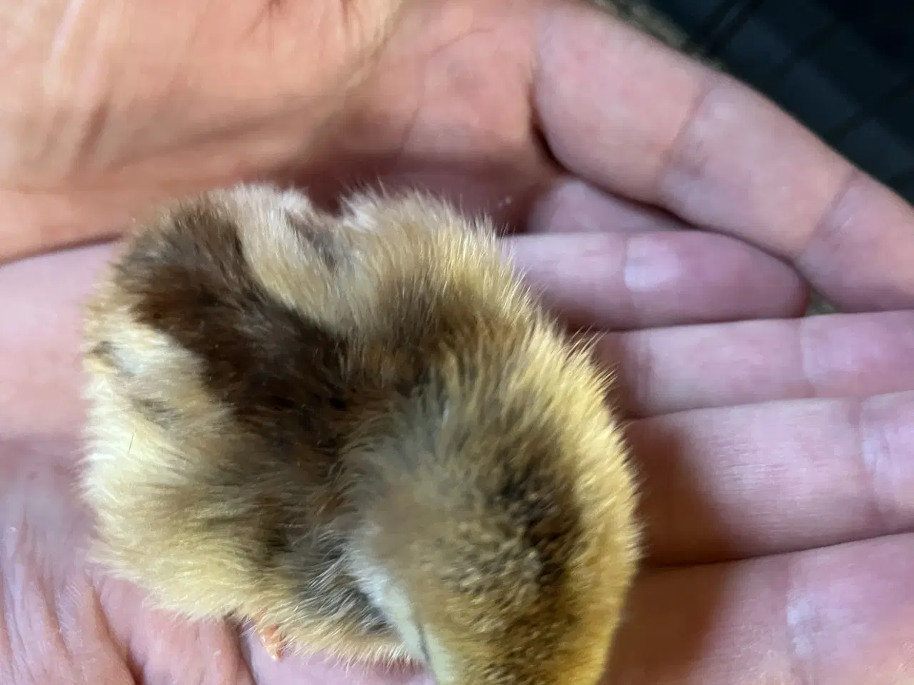 Billede 4 - Kyllinger af blanding 