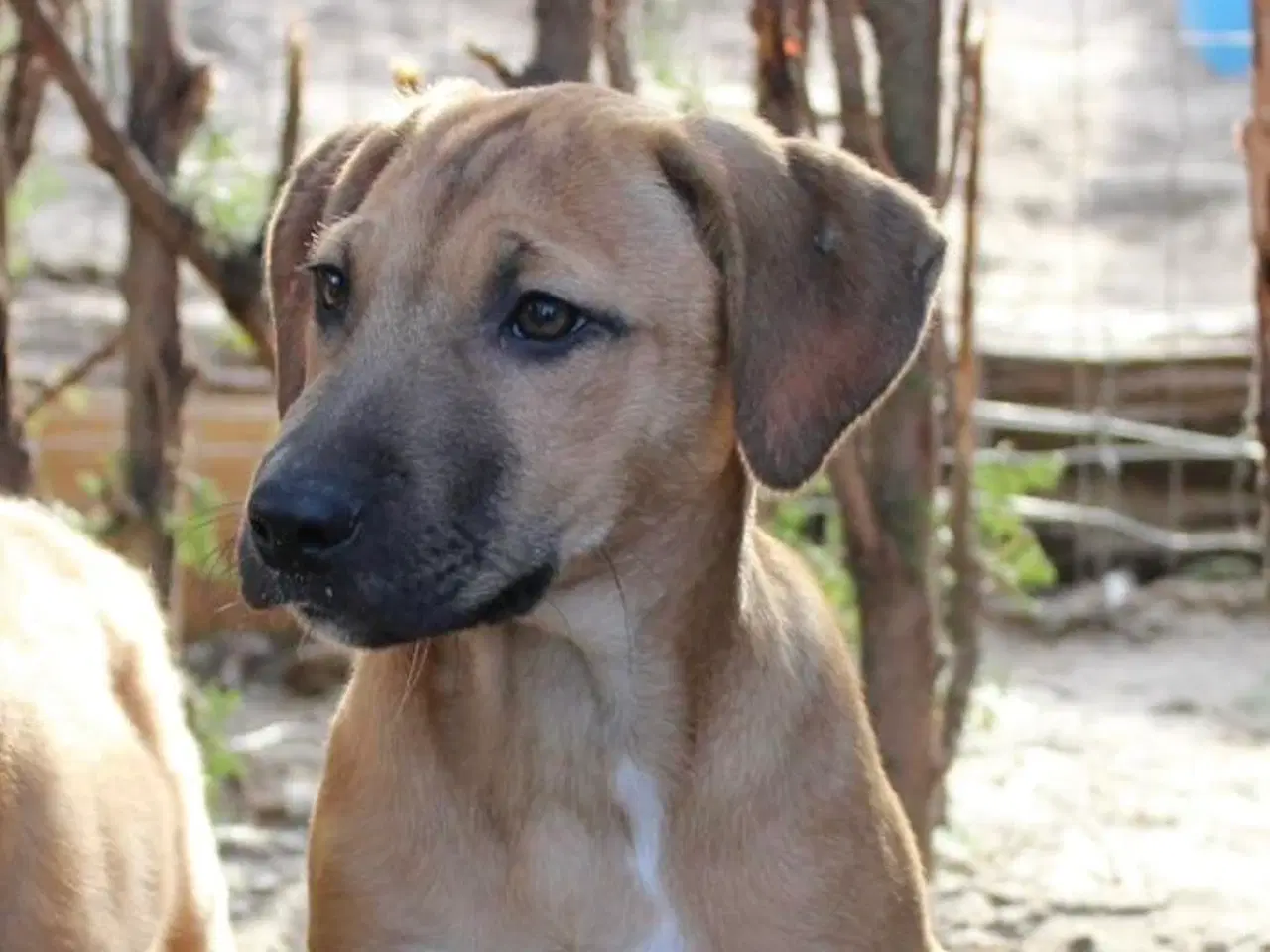 Billede 1 - Sødeste Odin søger familie 