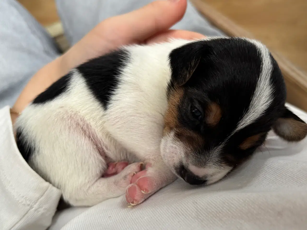 Billede 8 - Dansk/svensk-foxterrier blandingshvalpe
