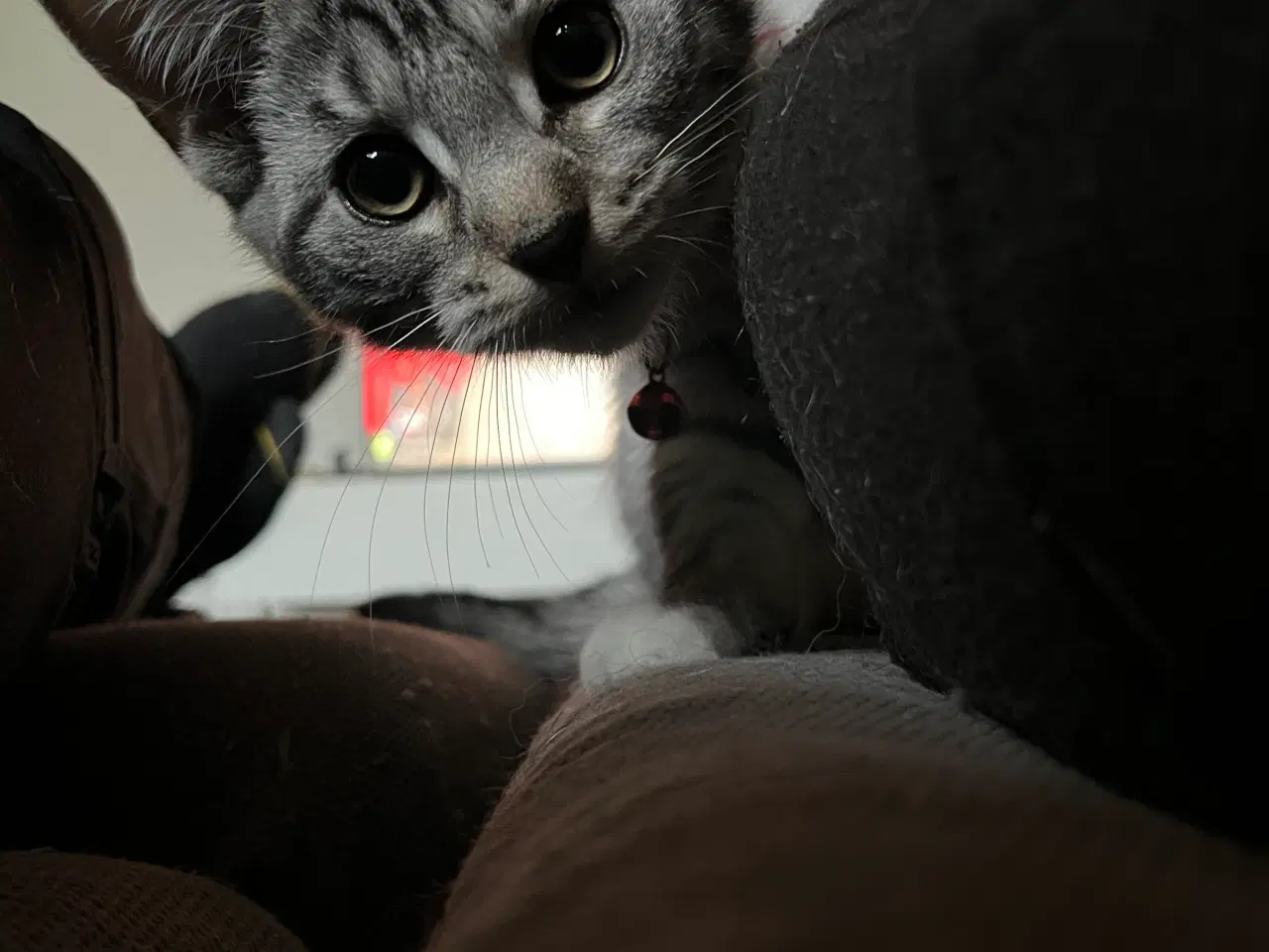 Billede 5 - Maine Coon blandning 