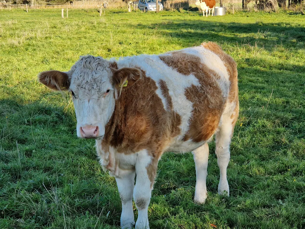 Billede 4 - Simmentaler kælvekvie.