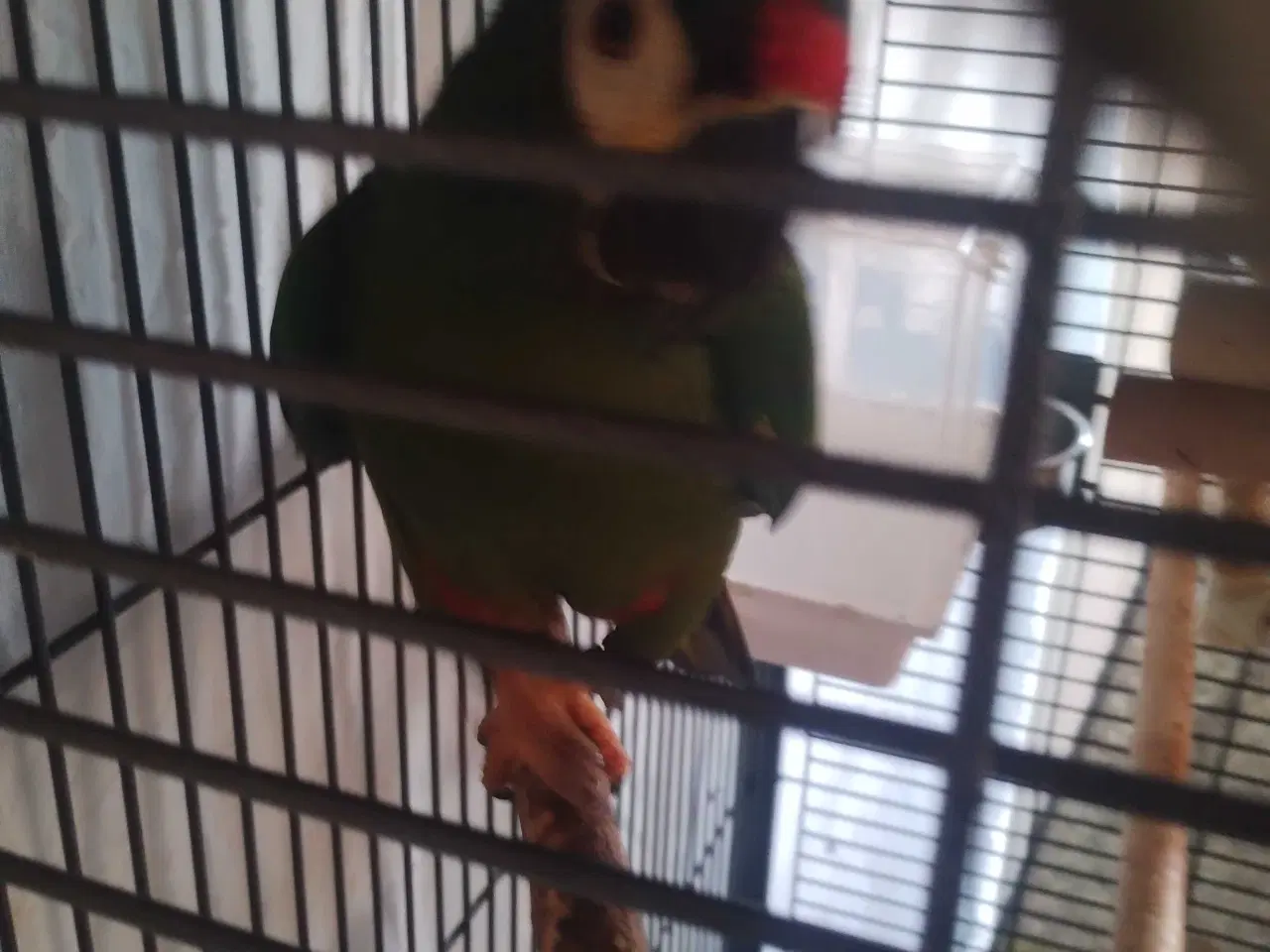 Billede 1 - Ara Maracana til salg