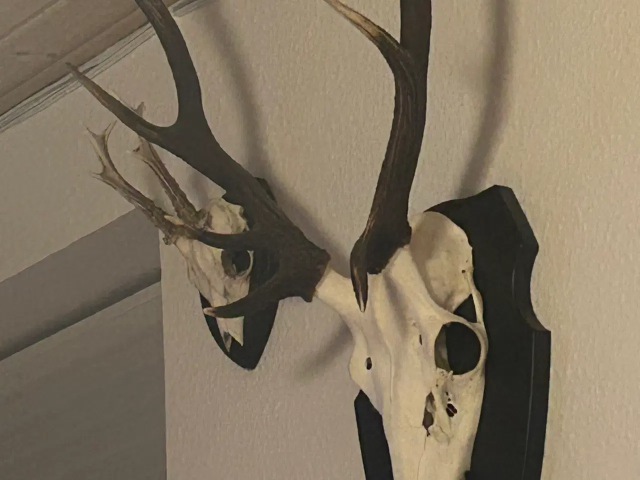 Billede 2 - Krondyr opsats