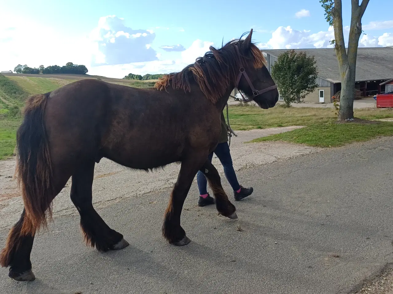 Billede 4 - 1 årig Jyskhest hingst sælges