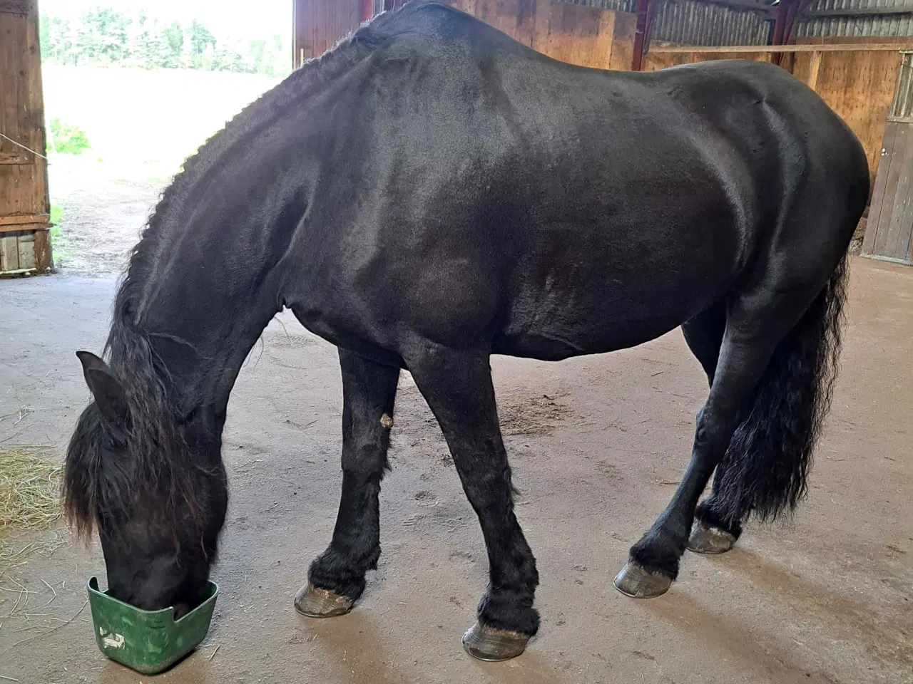 Billede 2 - Barok pinto vallak 