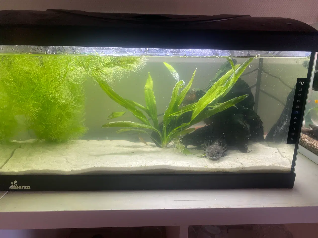 Billede 4 - 3 Axolotl med akvarie