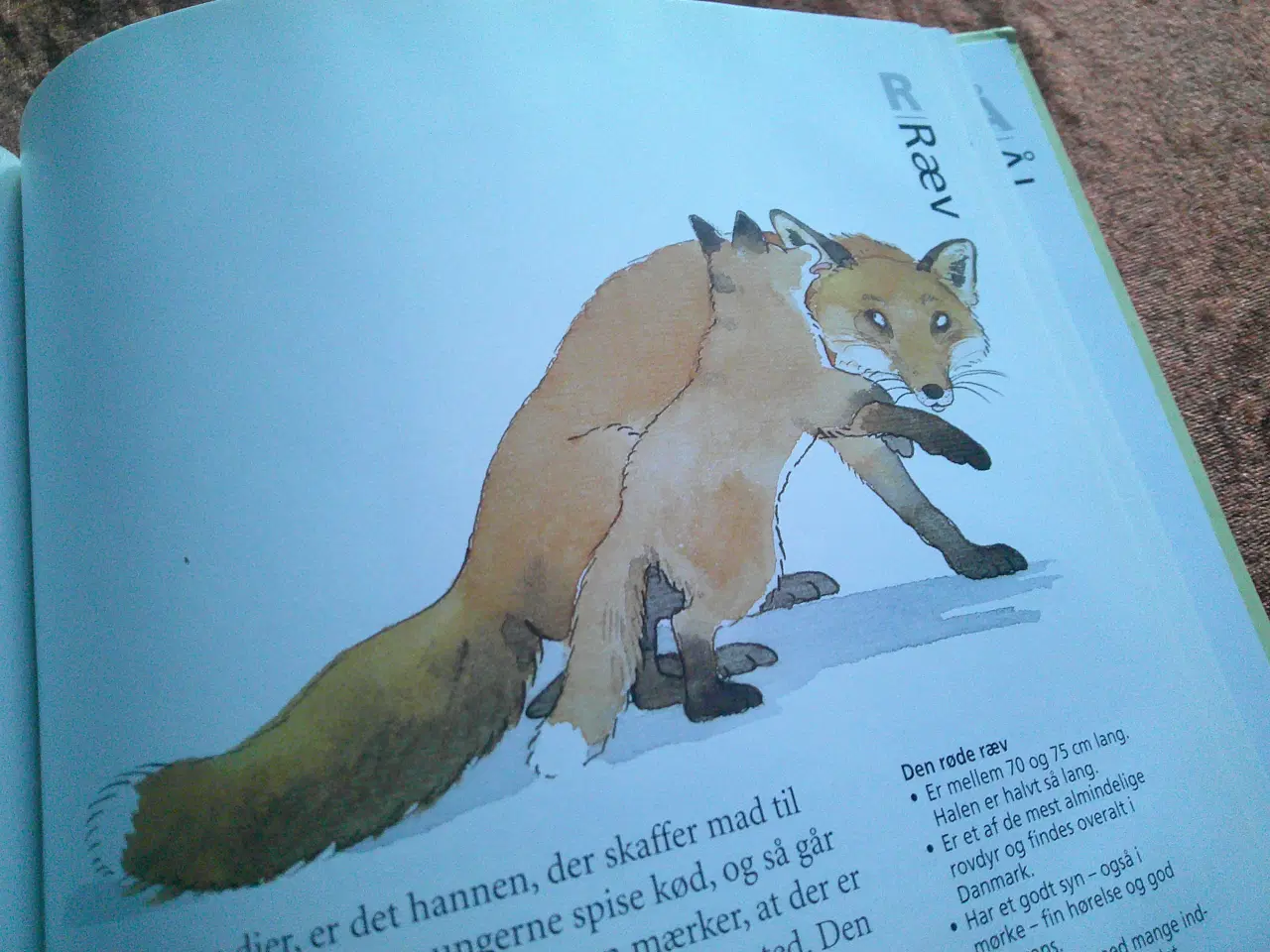 Billede 4 - Børnenes dyrebog A-Å, Stig Erberth m.fl.