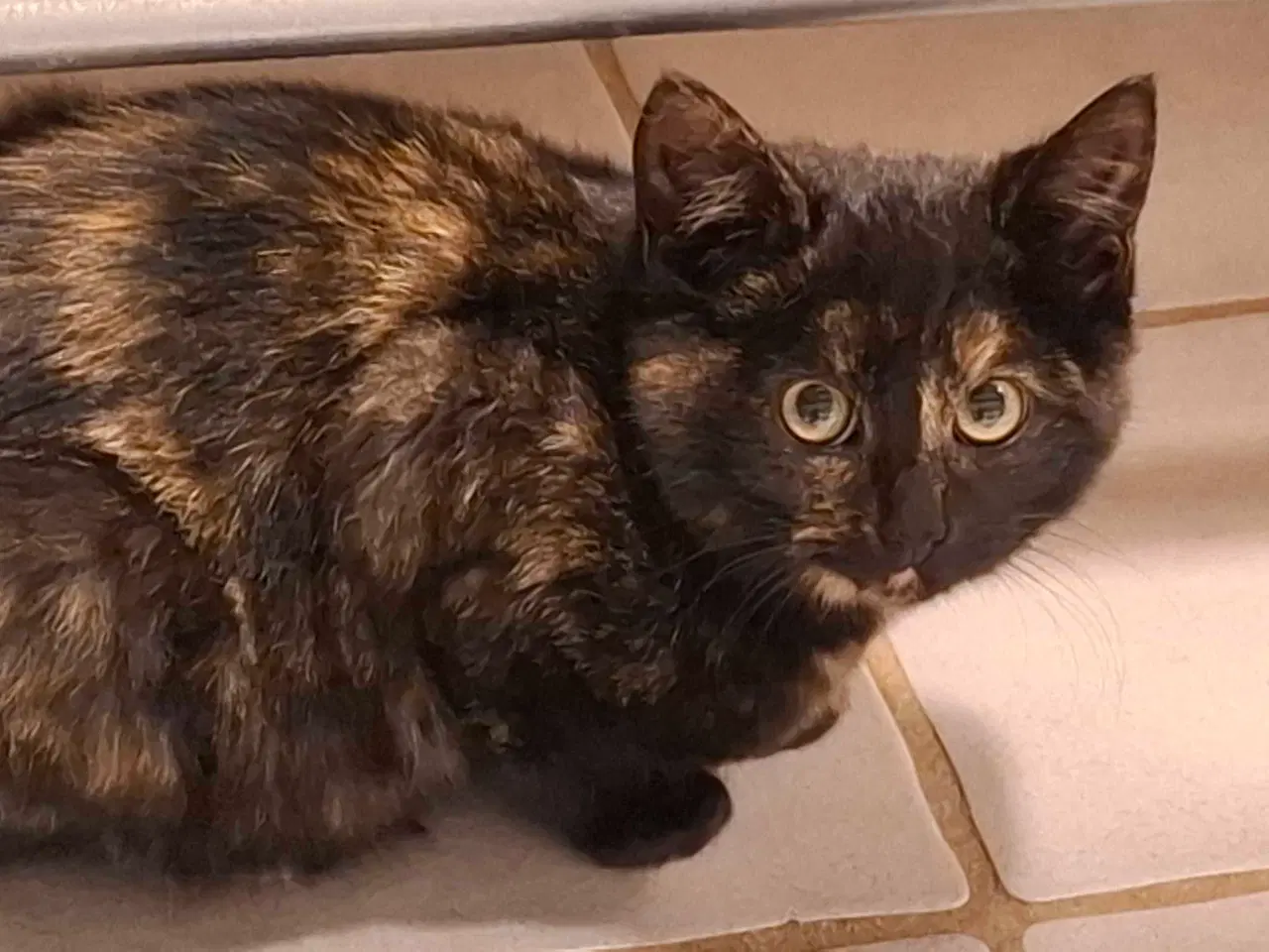 Billede 2 - 2 kattekillinger søger et hjem