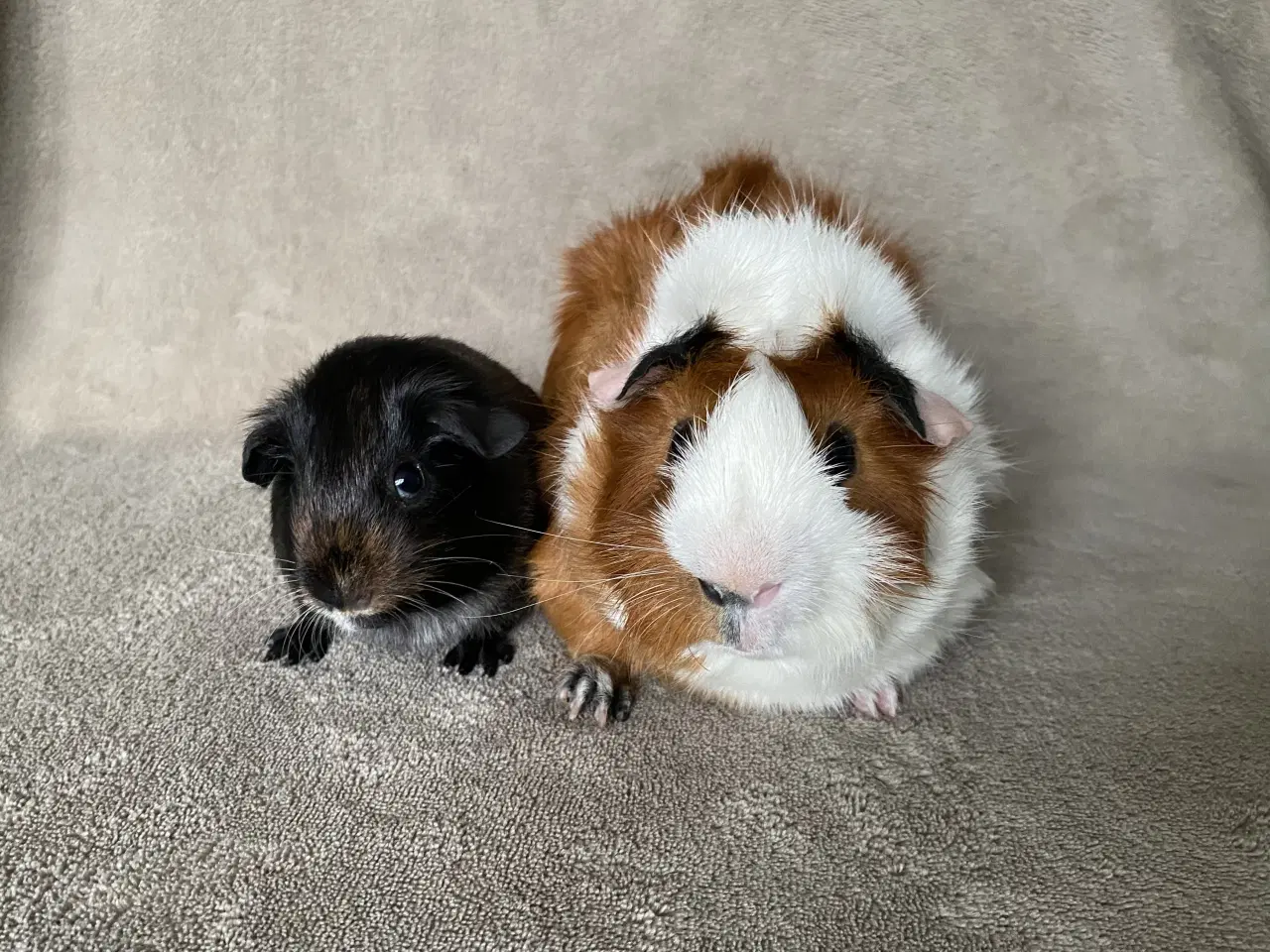 Billede 2 - 2 marsvin