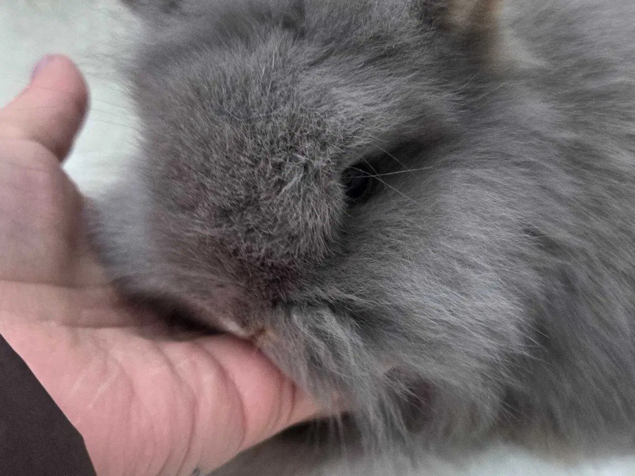 Billede 7 - Minilop / lionlop unger 