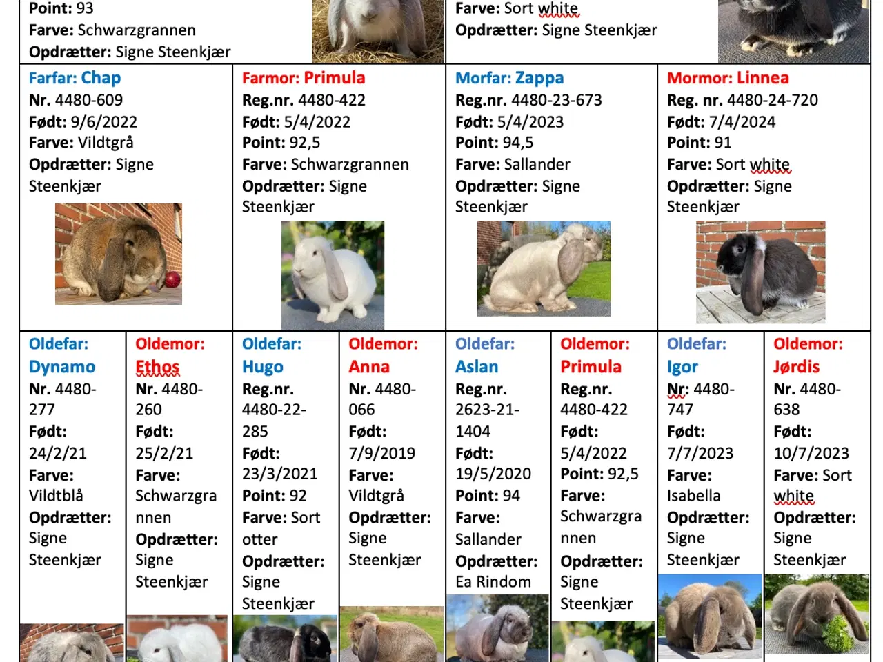 Billede 2 - FRANSK VÆDDER HUN SCHWARZGRANNEN