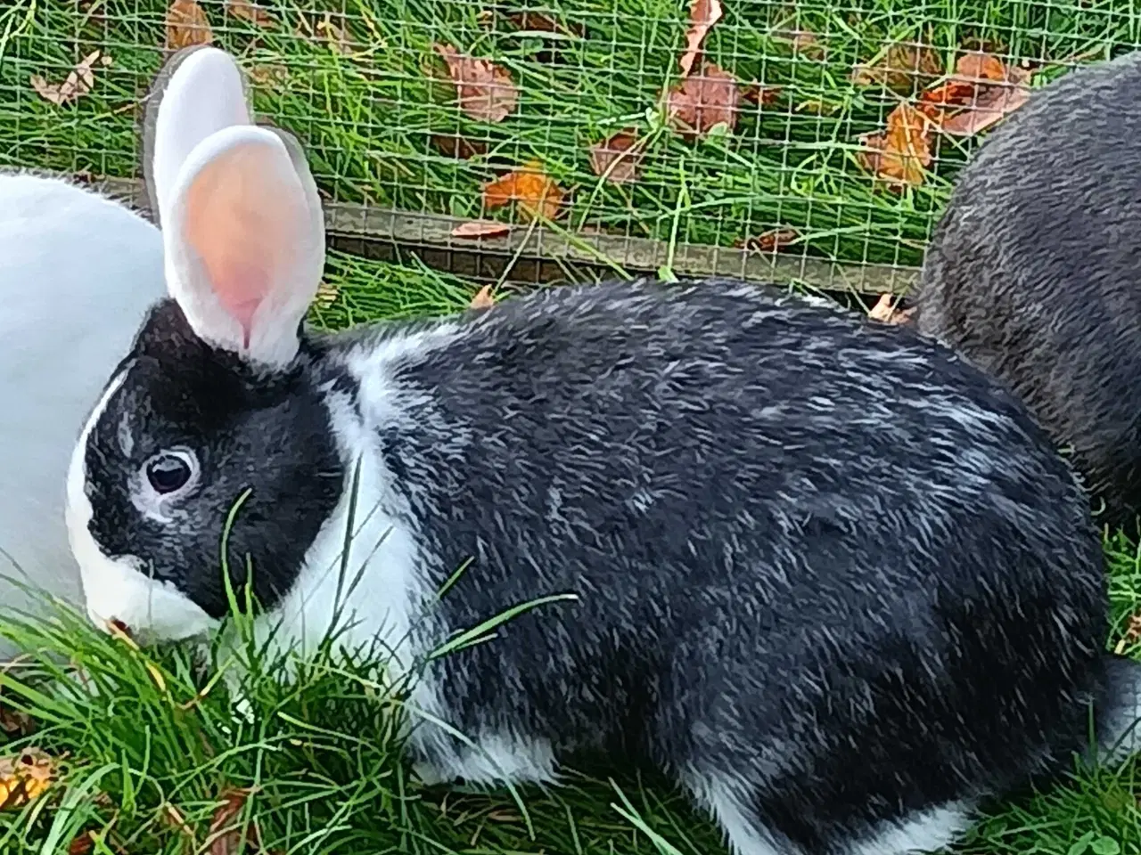 Billede 6 - Hvid Land/Holland