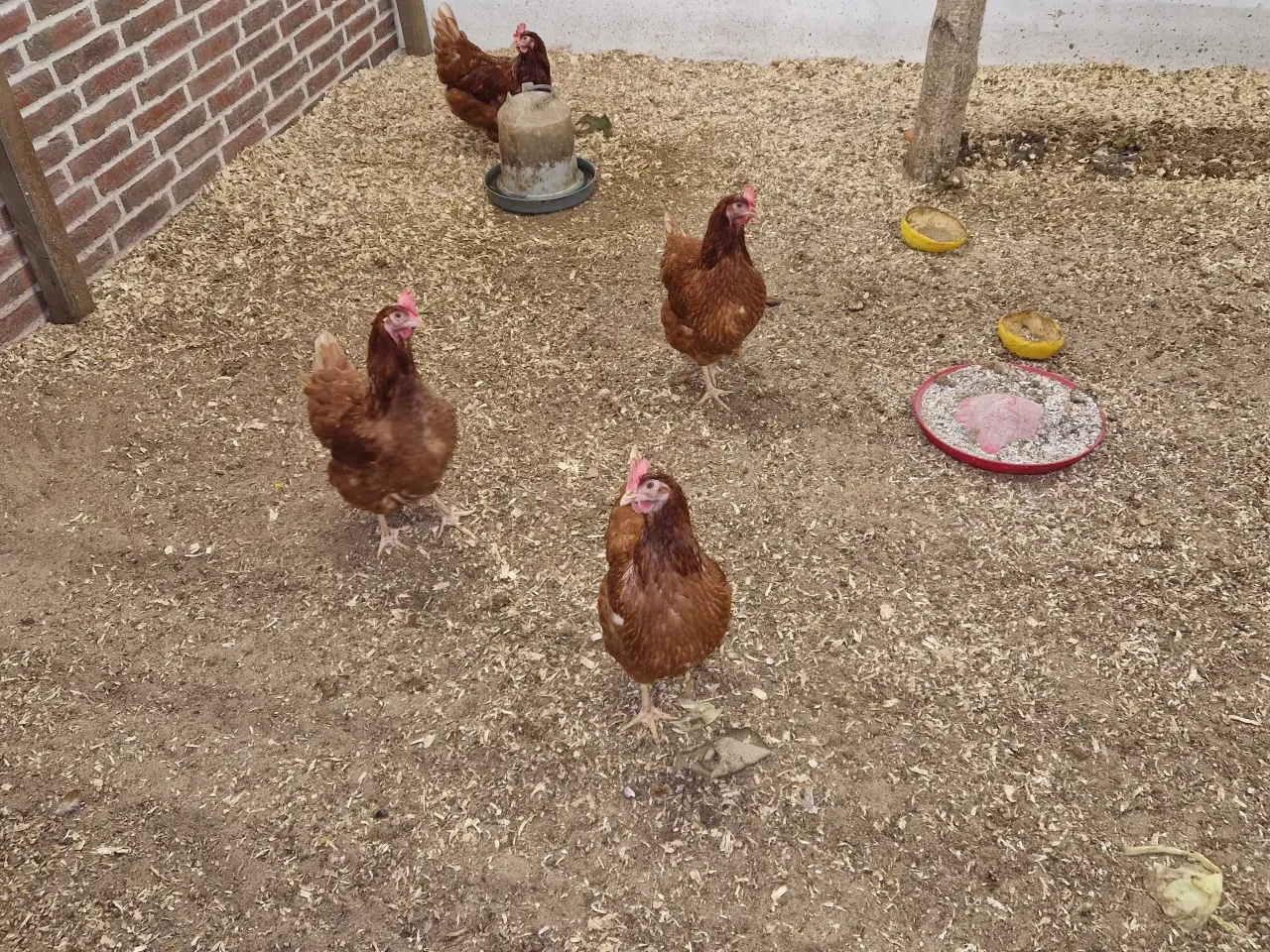 Billede 1 - Røde Amerikaner 