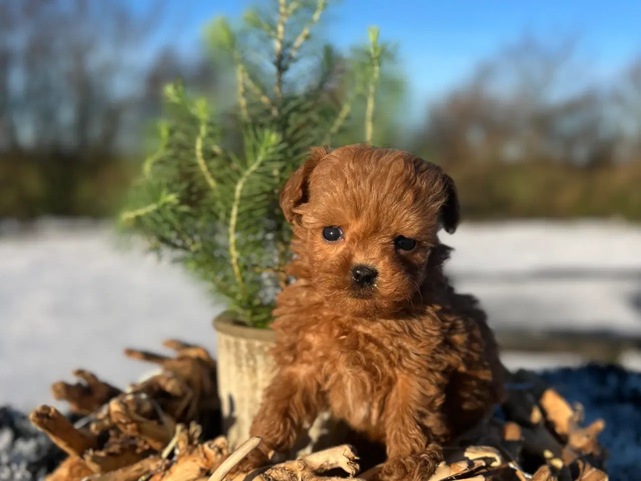 Billede 2 - Toy Maltipoo