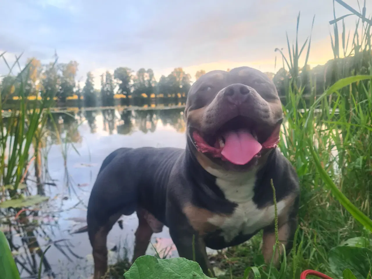 Billede 5 - American Bully Pocket 