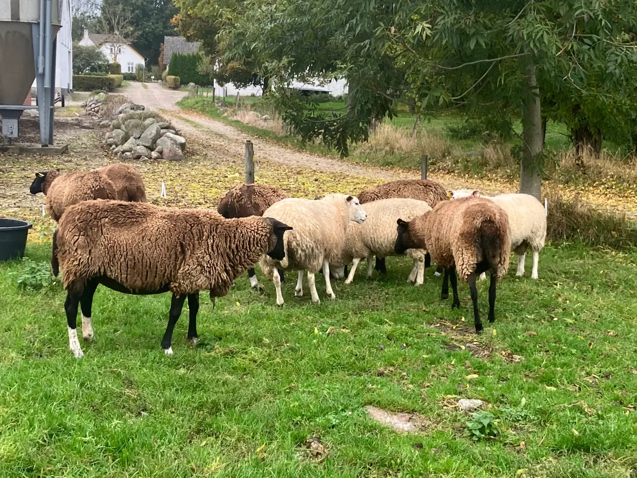 Billede 1 - Blandet texel svartbless besætning 