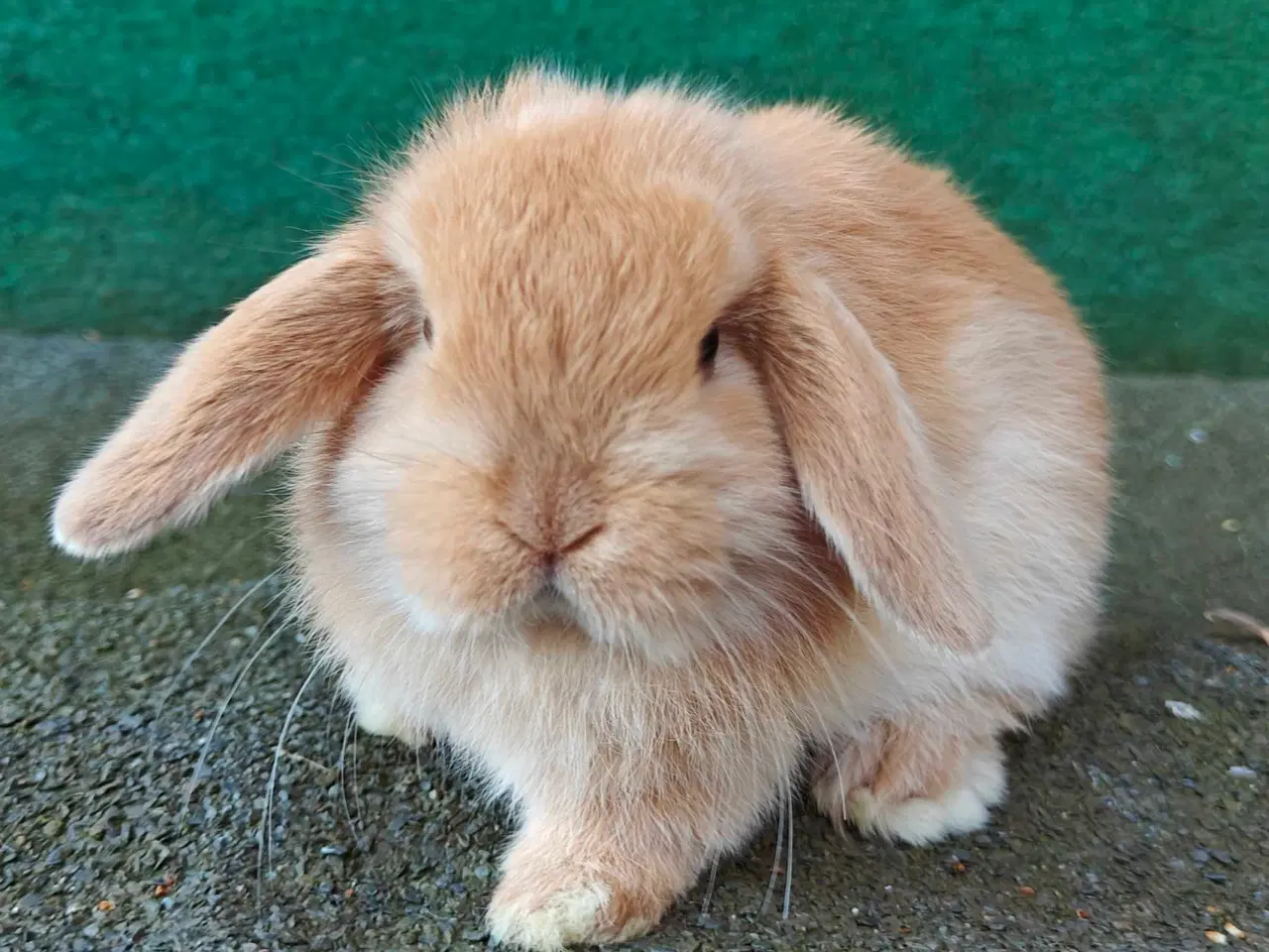 Billede 14 - Minilop