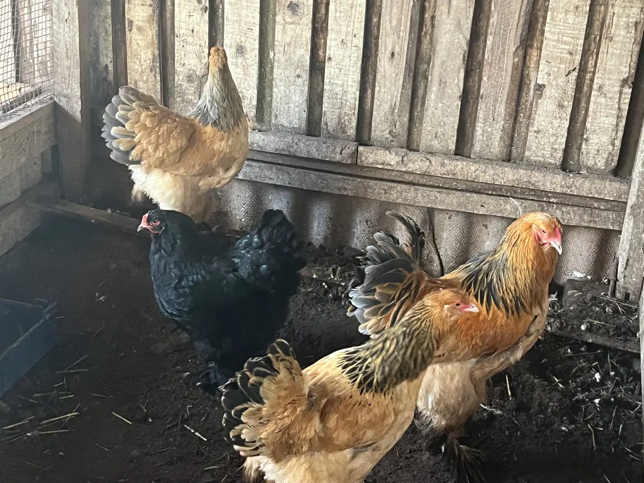 Billede 1 - 3 Brahma høner og 1 hane 