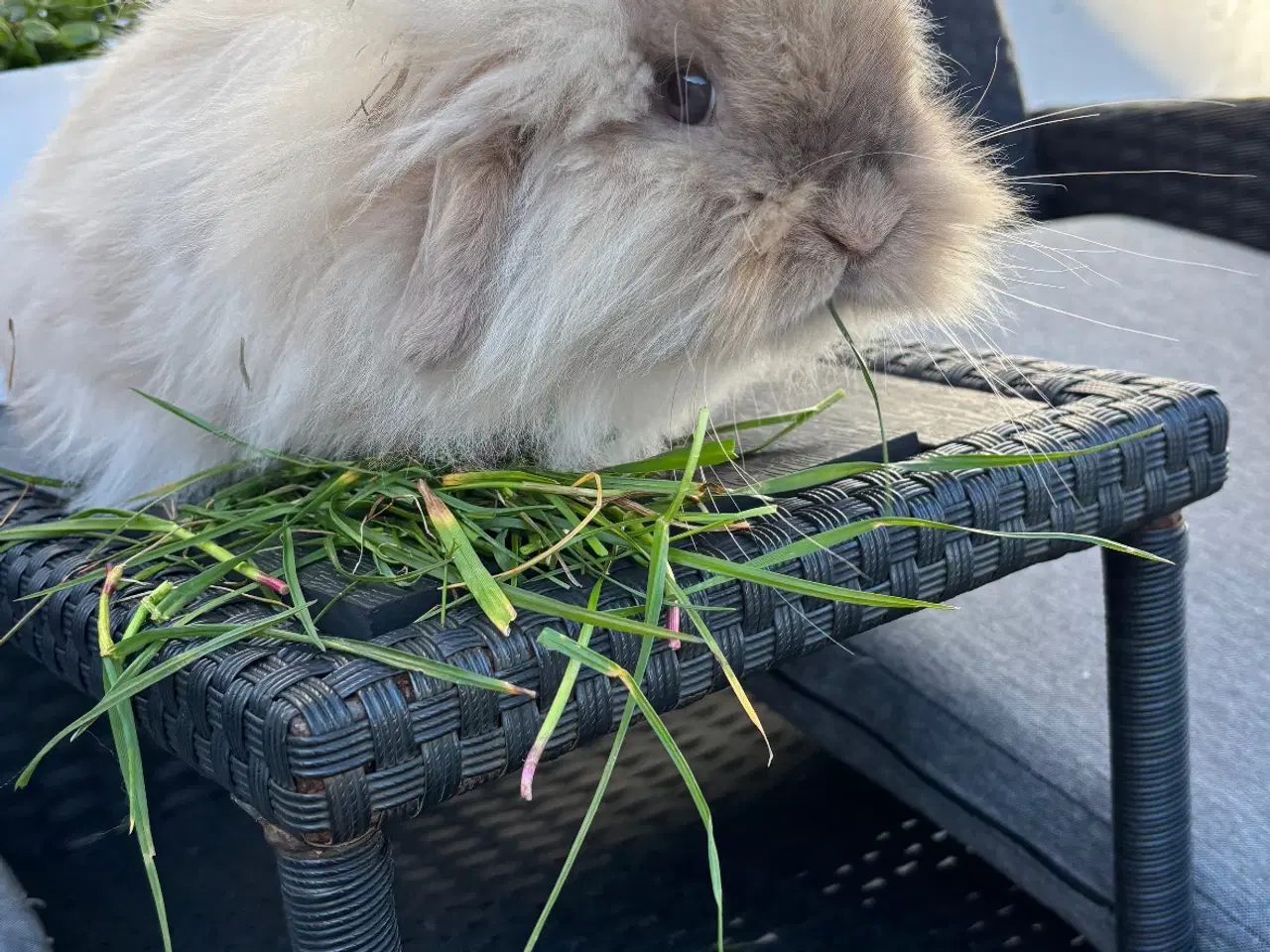 Billede 1 - Lionlop søger nyt hjem 