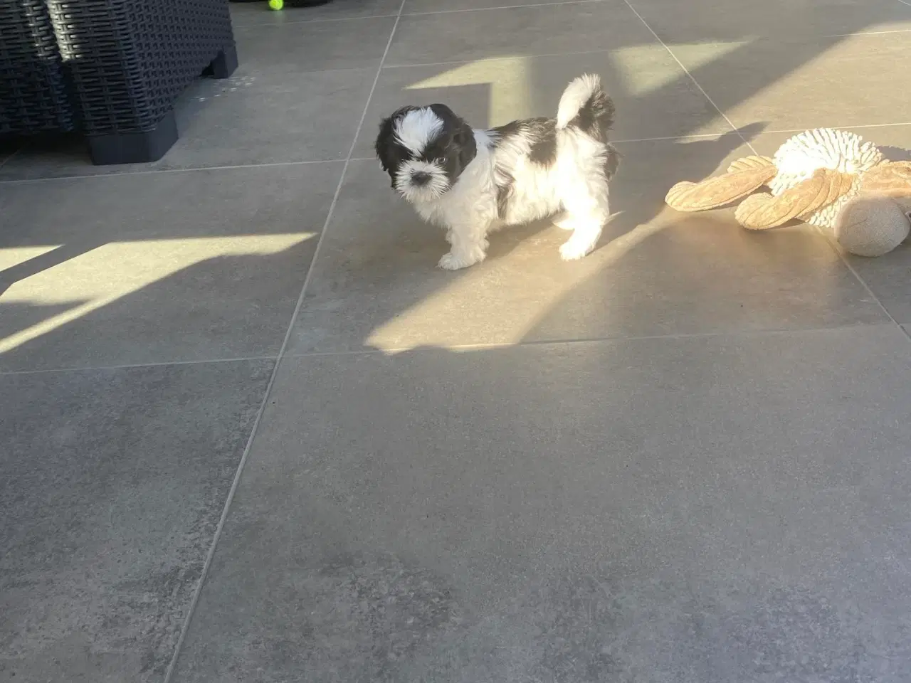 Billede 1 - Shih Tzu hvalp HAN klar til flytning fra 6/7-24