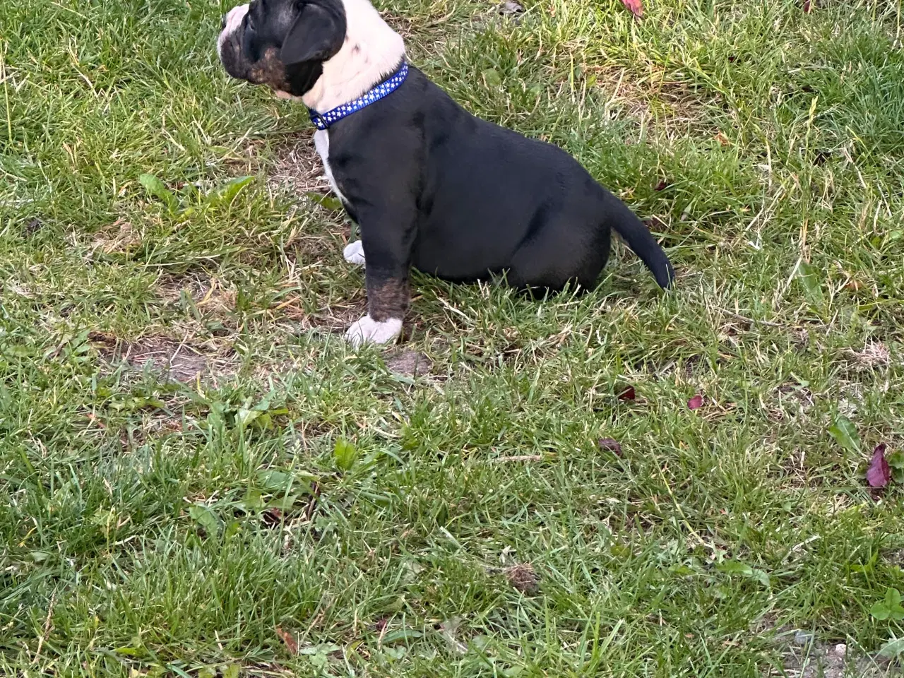 Billede 7 - New english bulldog